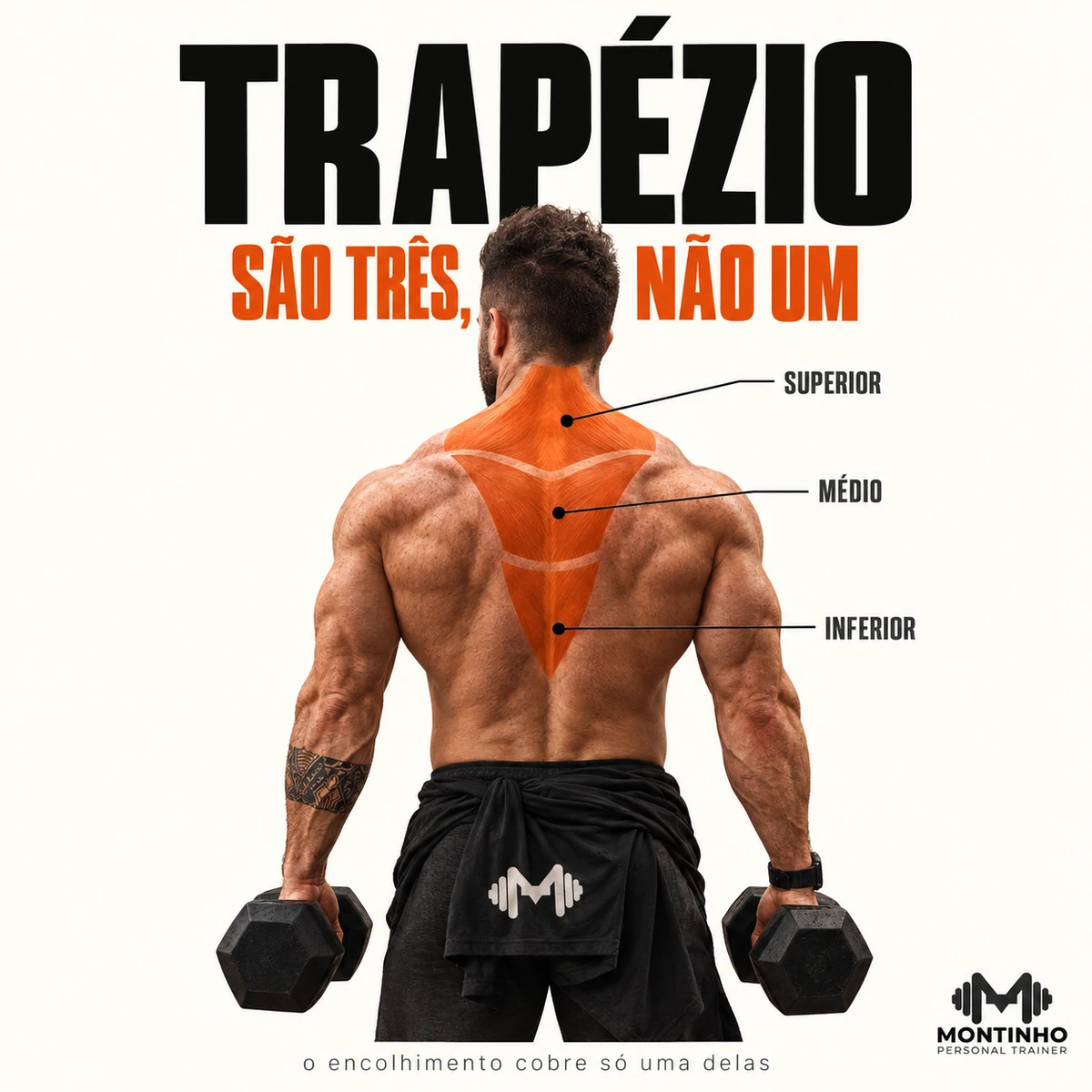 Arte da capa: costas de personal trainer em encolhimento com halteres, com as três porções do trapézio destacadas e rotuladas superior, médio e inferior — treino de trapézio: as três porções — Personal por Perto